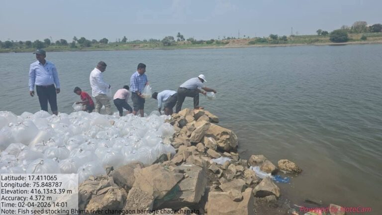ಭೀಮಾ ನದಿಯಲ್ಲಿ ಮೀನುಮರಿ ಬಿತ್ತನೆ: ಮೀನುಗಾರಿಕೆಗೆ ಉತ್ತೇಜನ