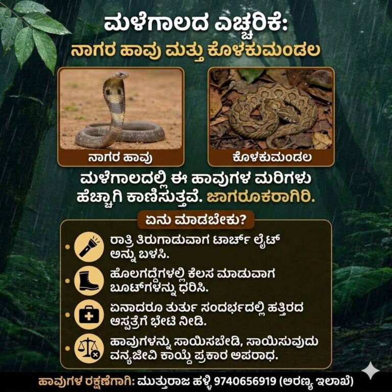ಮಳೆಗಾಲದ ಸಮಯದಲ್ಲಿ  ಸಾರ್ವಜನಿಕರು ಇರುವ ಸ್ಥಳದಲ್ಲಿ ಹಾವುಗಳು ಕಂಡರೆ ಹೊಡೆಯಬೇಡಿ,ಈ ಕ್ರಮಗಳನ್ನು ಅನುಸರಿಸಿ