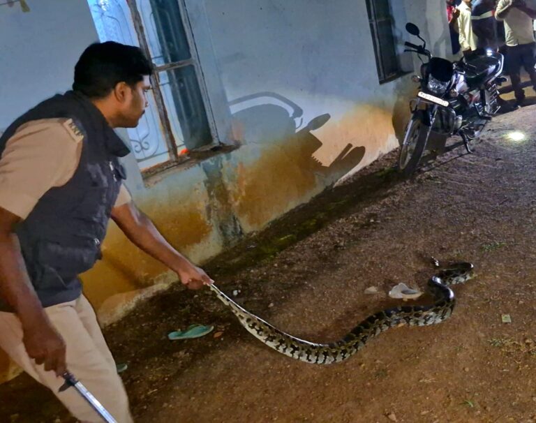 ಕೋಳಿಗಳ ಆಸೆಗಾಗಿ ಮನೆಯ ಬಂದ ದೊಡ್ಡ ಗಾತ್ರದ ಹೆಬ್ಬಾವು