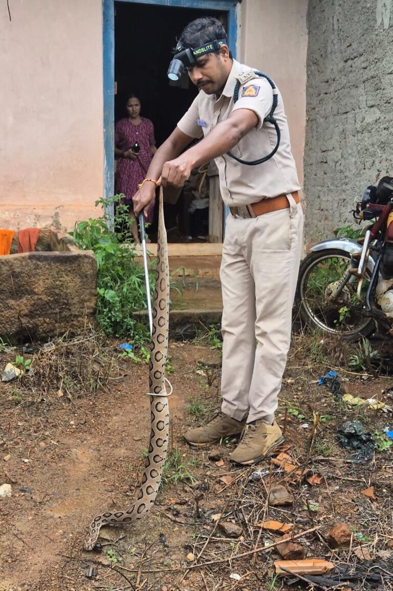 ಮುಂಡಗೋಡ ತಾಲೂಕಿನ ಪಾಳಾ ಗ್ರಾಮದ ಸಂತೋಷ ಕಾಕಟಿಕರ್ ಎಂಬುವರ ಮನೆಯಲ್ಲಿ ದೊಡ್ಡ ಗಾತ್ರದ ಕೊಳಕುಮಂಡಲ ( Russell’s Viper ) ಹಾವು ರಕ್ಷಣೆ…